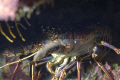 Spiny Lobster taken at The Maze, East End, Grand Cayman