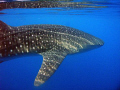 Whale shark, Puerto Princesa Bay, Palawan, the Philippines