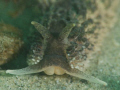 Coryphella verrucosa 16mm
