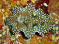 Netted Ceratosoma;taken with an Olympus stylus 400 @ Steve's Bommie