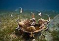 Schooling bannerfish(Heniochus diphreutes) dancing around the witchpot taken in Na'ama Bay.