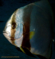 Taken while descending on a dive at the GBR, came up quite suddenly towards me! Taken with a CanonA610 and internal camera flash+diffuser