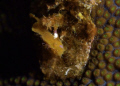Juvenile Frogfish; barely saw it; D200 GC; jack mckenny's wall