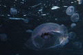 Bit lucky as the light is caught through the body of this jellyfish. 