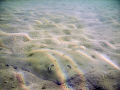 Hiding in the sand in Loreto Bay, Mexico, Sea of Cortez