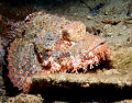 Sea scorpion