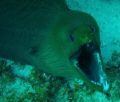 Angry 7ft. Green Moray. Picture taken off the east point of Curacao, visibility +/- 40ft., depth 60ft. Camera Sony DSC-W200 in Ikelite housing with tropical filter. Settings high ISO sensitivity, no flash, no zoom, distance from Moray +/- 12 inches
