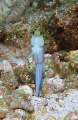 jawfish; took a long time to come out