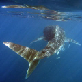 Whaleshark