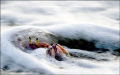 Ghost Crab in the surf.