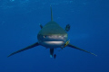 Carcharhinus longimanus in Little Brother, take with a Nikon D80 - Sea&Sea housing with dome Subal.