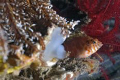This green eyed hawkfish found a great spot to watch the world. I took the strobe off the housing and placed it in the sand to achieve the back/side lighting, pointing at the spot the fish kept coming back to. This was its 'porch'