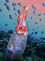 Tropical shallow waters host a  deep sea guest.  Galiteuthis phyllura shot taken in CA, backdrop shot from 60ft, Maui.  