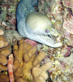 A Hawkfish hoping the Viper Morey doesn't see him.
     Kona Hawaii