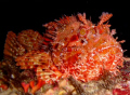 This big red Scopion fish was taken at Lantern Point on comino
