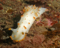 Taken in the  San Juan Islands near Seattle. A nice big nudi about 6in long