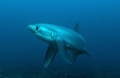 Inquisitive Thresher Shark, Malupascua, Phils. Taken at 7am, 28m with  strobes banned!!