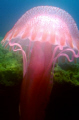 This jelly fish was taken in only 2 mtrs of water and just a lamp to light it up.