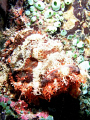 Crocodile Fish they say... i have no idea :)  but its gogeous!