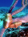 A pair of Flamingo Tongues eating coral in Cozumel off Tormentos Reef. Shot with a Sea Life DC600, Sealife SL960D Strobe, and a 24mm Wide Angle Lens. Thankyou for viewing my picture :)