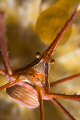 Arrow crab