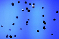 Still Image
Jelly Fish
China
No Strobes

