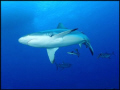 Grey Reef Shark, seconds I submerged, taken with a NikonosV.
