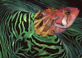 a clinid emerging from a giant clam