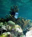 Lonely Blue Tang, natural light.