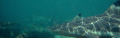 Black Tips lining up in the shallows.