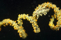 This xeno crab was on a whip coral at only 11m depth (they are usually 30m+).