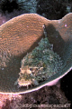 Stone Fish?  Scorpion Fish ? resting on a hard coral...Ready to be served, i guess :) 