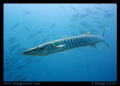 Barracuda in Australia. Shot with Canon 400D Rebel XTi with no strob. 