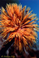 A flower that opens its petals..una outbreak of colors... is simply a Worm. The sea is truly a full place of wonders.