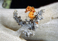 manado,nikon d2x 60mm macro