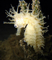 Crazy seahorse...Saros Turkey