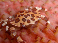 Cucumber Harlequin Crab.
Xiao Liu Qiu,TAIWAN. 2008/1/19 21:20
CASIO EX-Z1000 8mm ; F/5.6 ; 1/60sec.