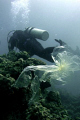 Save our Seas!  Plastic wrapper floating on the dive site in Anilao... Now or never, or we dont dive in the future...