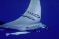 Manta birostris (Manta ray), Zabargad Island - Egyptian Red Sea, Nikon F50 28-80mm zoom, Flash Ikelite 200