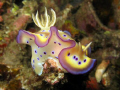 This beautiful nudibranch was perched on the tip of a staghorn coral. Who could resit this shot? Canon A640