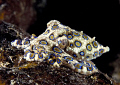 ,nikon d2x 6omm macro