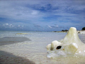 Bleached conch, Half Moon Caye, Belize