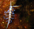 This is a tiny sea slug - I mean super macro, like one centimeter long!

Dejra, Gozo, Malta, 