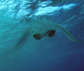 Manta Maya thila Ari nord