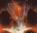 tiny transparent juvenile lionfish hiding on a starfish