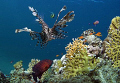 Lion fish prowling a reef