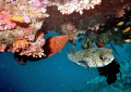 Fish have no concept of up or down
