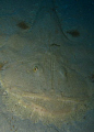 An angler fish smiling away off the new p29 wreck in cirkewwa, Malta.