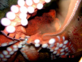 Octo up close