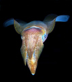 Reef squid taken on a night dive at Ras Umm Sid.